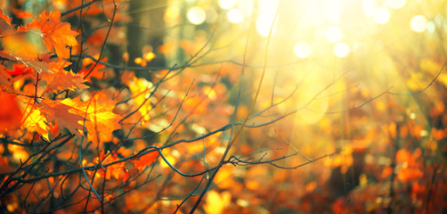 Autumn colorful bright leaves swinging in a tree in autumnal park. Fall colorful background....