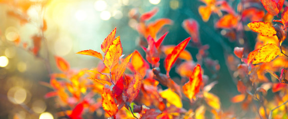 Autumn colorful bright leaves swinging in a tree in autumnal park. Fall colorful background....
