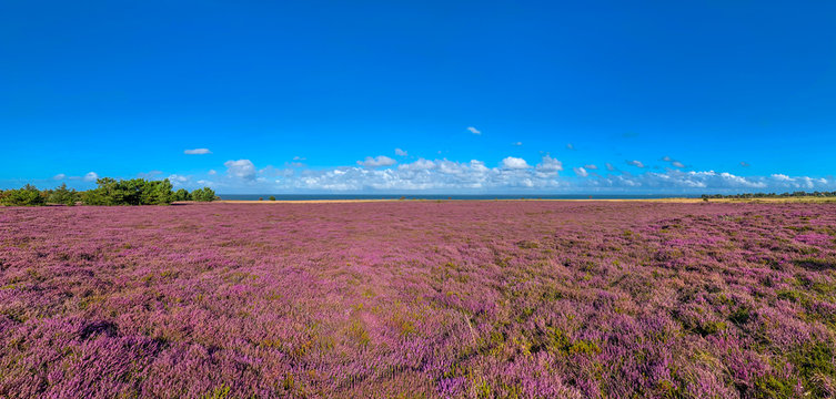Island of Sylt, Germany. Landscape near Braderup (German: Braderuper Heide) with heath in full blossom.