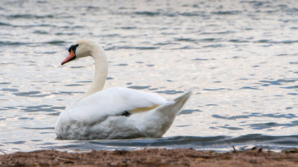 Fototapeta na wymiar Swans swimming near the shore on a rainy September day.
