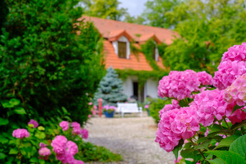 Country house landscape hydrangea flowers