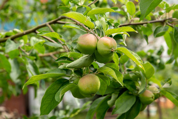 Apple-tree with winter sort of fruits. Natural countryside environment. Organic harvest concept