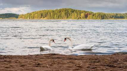 Swans swimming near the shore on a rainy September day.