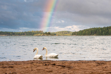Two swans swimming near the shore on a rainy September day, with a rainbow on the background. © Matti