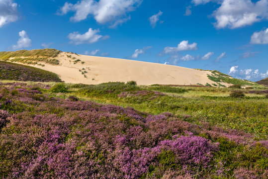 Island of Sylt, Germany. Landscape near List with the Wandering Dunes (German: Wanderduenen) and heath in blossom.