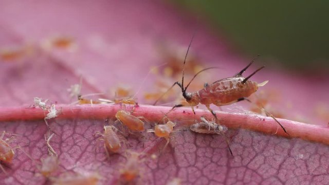 Einzeltier der gro&szlig;en Rosenblattlaus, Macrosiphum rosae, auf einem rosa Rosenblatt