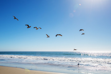 Beautiful view of the ocean with seagulls