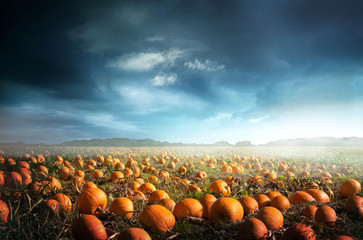 A spooky halloween pumpkin field with a moody sky. Photo composite. - obrazy, fototapety, plakaty