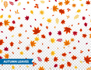 Autumn falling leaves. Nature background with red, orange, yellow foliage. Flying leaf. Season sale. Vector illustration.