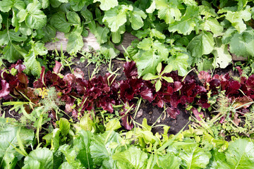 Garden beds with colored lettuce
