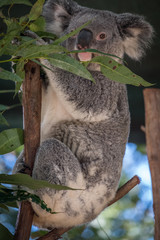Koala relaxing in a tree 