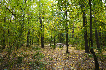 Landscape in the forest at the beginning of autumn, yellow and green leaves. selective focus  