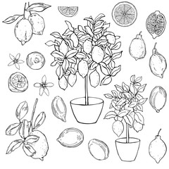 Hand drawn lemons. Fruits, flowers and trees in pots. Vector sketch  illustration.