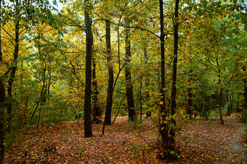 Fototapeta na wymiar Landscape in the forest at the beginning of autumn, yellow and green leaves. selective focus 