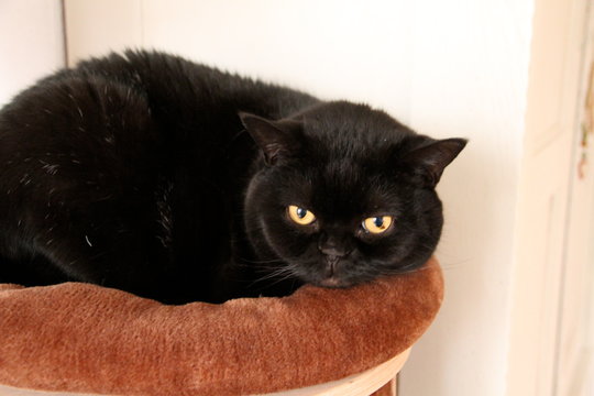 Kater