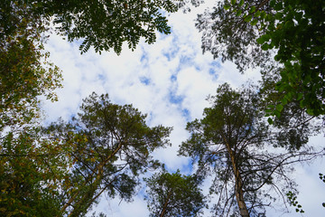                              Tree tops and clouds, place to write, coniferous trees in summer.  