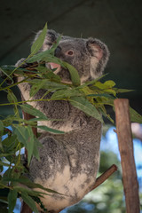 Koala eating gum leaves 