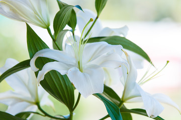 Bouquet of white lilies close-up with blurred background.