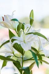 Obraz premium Bouquet of white lilies close-up with blurred background.