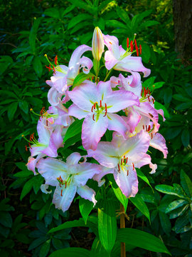 Close up of a vibrant cluster of pink and white Oriental Lilies set against dark foliage