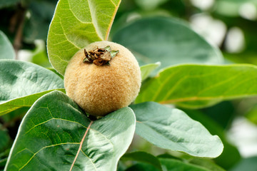 Tasty ripe juicy quince fruit on a branch