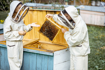 Two young beekepers in protective uniform working on a small apiary farm, getting honeycombs from...