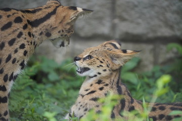 サーバル