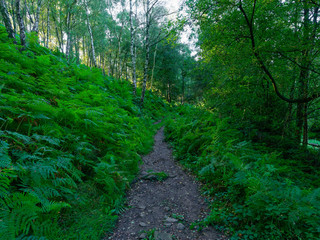 Fototapeta na wymiar Dark woodland path on a steep hillside in the Derbyshire Peak District