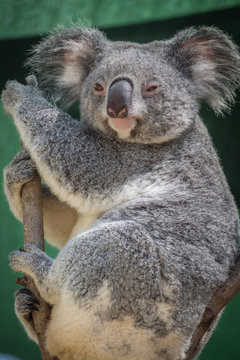 Koala watch 