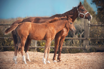 A red-haired, unsaddled horse, clad in a halter, walks with his red-haired little colt in the paddock, which is in the field.