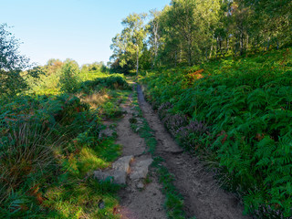 Rock strewn footpath at the bottom of a wooded hillside.