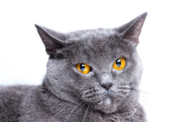 Portrait of a british smooth-haired blue cat close-up