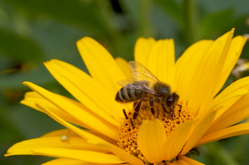 Obserwacja pszczoły pijącej nektar w kwiecie 
