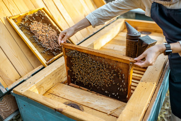 Beekeeper working on the apiary, getting honeycomb frames from the wooden beehives, close-up view