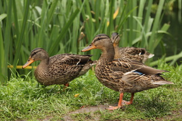 Naklejka na ściany i meble ducks on the green grass near the pond