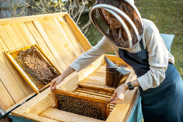 Naklejka premium Female beekeeper working on the apiary, getting honeycomb frames from the wooden beehive