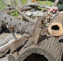 Zookeeper feeds animals. Banded mongoose (Mungos mungo)