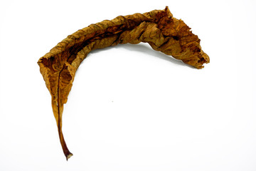 A dried horsechestnut leaf isolated on white background.