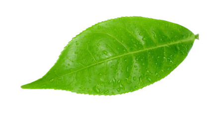 Fototapeta na wymiar green tea leaf and water drop isolated on white background, selective focus.
