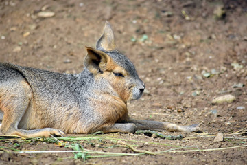 Naklejka na ściany i meble Exotic Hare Dolichotis Patagonum Sleeping