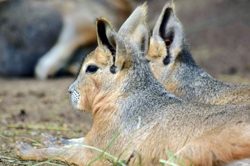 Couple of Exotic Hare Dolichotis Patagonum Resting