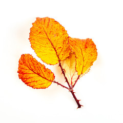 Vibrant autumn leaves branch on a white background