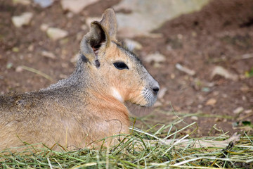 Exotic Hare Dolichotis Patagonum Head Closeup Portrait