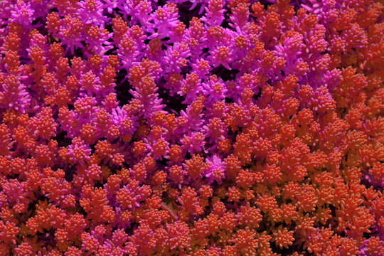 The flowers and the sun 0457