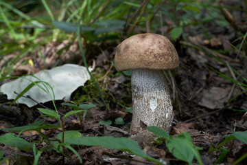 Wild bolete mushroom Leccinum duriusculum growing in the poplar forest. Edible mushroom, natural condition.