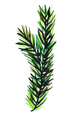 Fluffy green branch of pine or spruce.