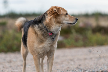 Dog closeup guarding