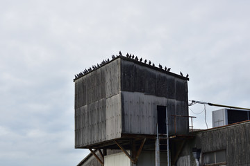 日本の岡山県笠岡市の港で見つけた鳥の大群