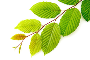 Naklejka na ściany i meble Green beech leaves on branch isolated on white background.
