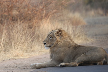 Lion in Safari